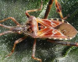 Foto: Western conifer seed bug