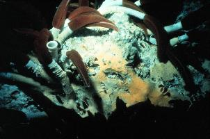 Foto: Giant tube worm