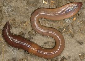 Foto: Common earthworm