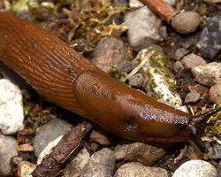 Foto: Spanish slug