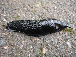 Foto: Black slug