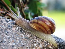 Foto: Garden snail