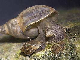 Foto: Great pond snail