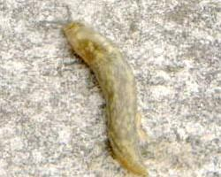 Foto: Cellar slug