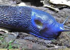 Foto: Carpathian blue slug