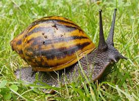 Foto: Giant african snail