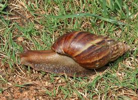 Foto: Giant african land snail