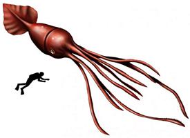 Foto: Colossal squid