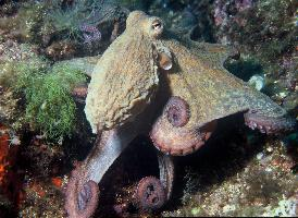 Foto: Chobotnice pobřežní