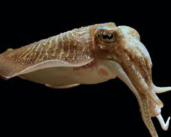 Foto: Common cuttlefish