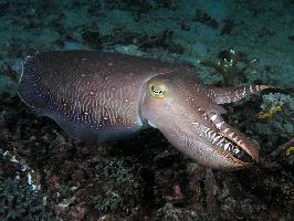 Foto: Giant cuttlefish
