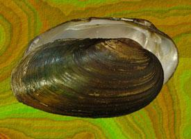 Foto: Thick shelled river mussel