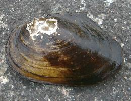 Foto: Duck mussel