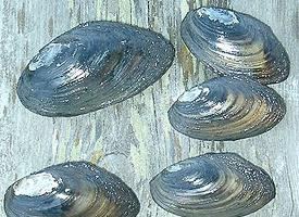 Foto: Depressed river mussel