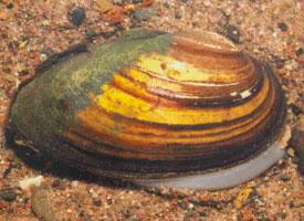 Foto: Swollen river mussel
