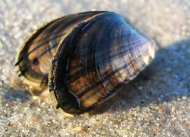 Foto: Blue mussel