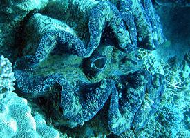 Foto: Giant clams