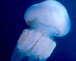 Foto: Barrel jellyfish