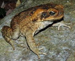 Foto: Cane toad