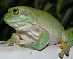 Foto: Australian green tree frog