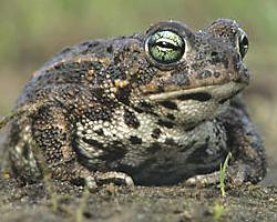 Foto: Natterjack toad