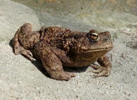 Foto: Common toad