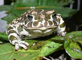 Foto: European green toad