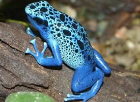 Foto: Blue poison dart frog
