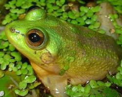 Foto: Paradoxical frog