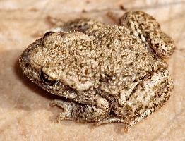 Foto: Common midwife toad