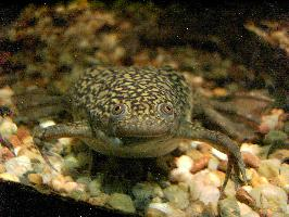 Foto: African clawed frog