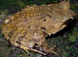 Foto: Rough horned frog