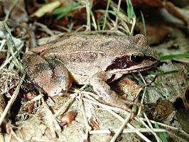 Foto: Agile frog