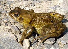 Foto: Common frog