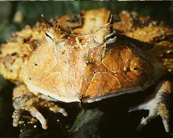 Foto: Surinam horned frog