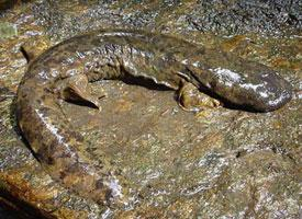 Foto: Japanese giant salamander