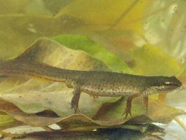 Foto: Smooth newt