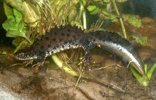 Foto: Northern crested newt