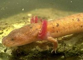 Foto: Tennessee cave salamander