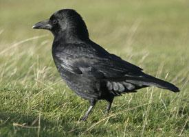 Foto: Carrion crow
