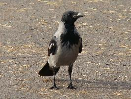 Foto: Hooded crow
