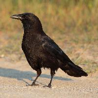 Foto: American crow