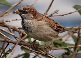 Foto: House sparrow