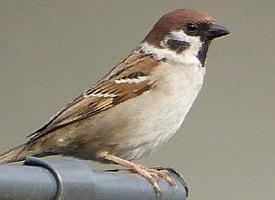 Foto: Eurasian tree sparrow