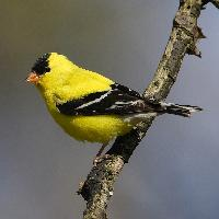 Foto: American goldfinch