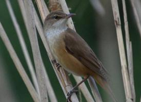 Foto: Common reed warbler