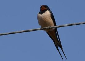 Foto: Barn swallow
