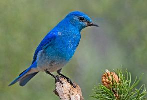 Foto: Mountain bluebird