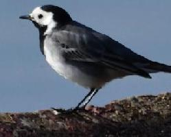 Foto: White wagtail