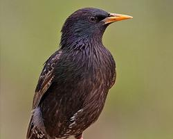 Foto: Common starling
